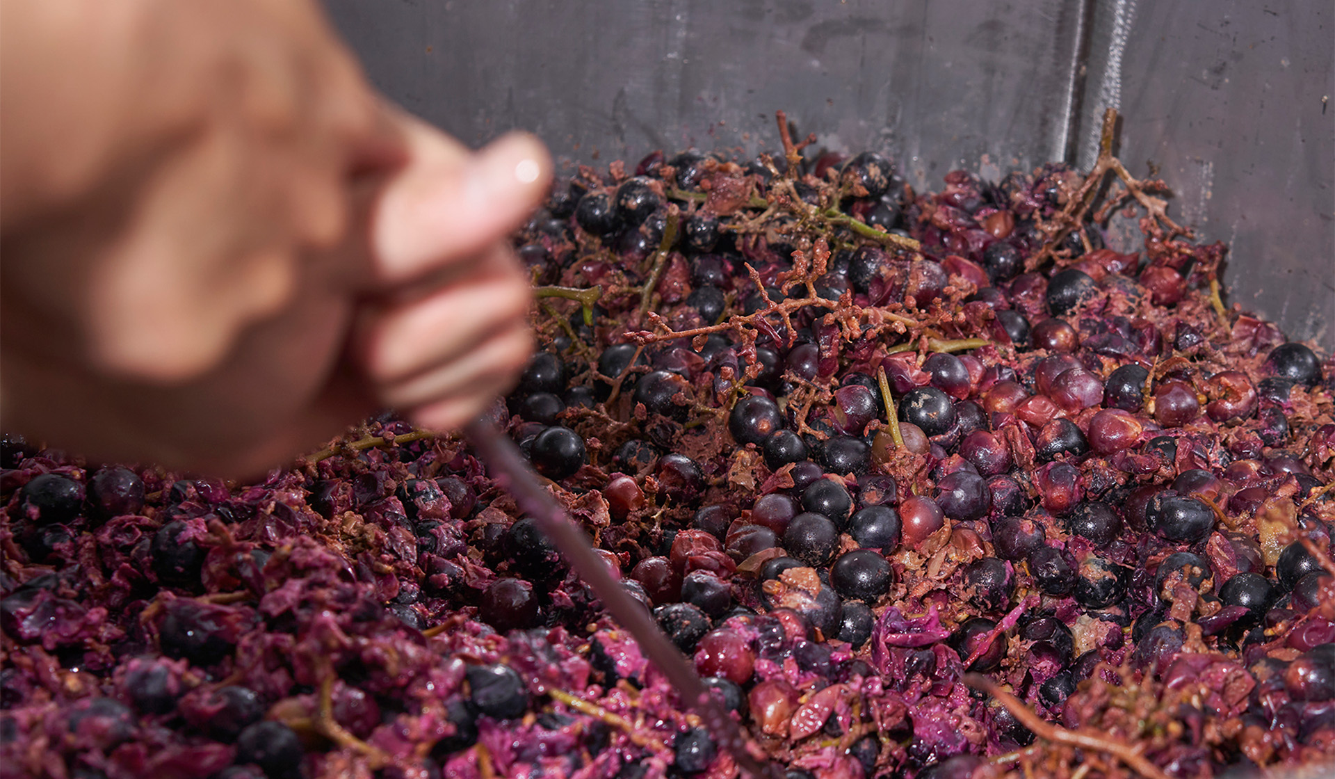 새콤한, 와인 미청각회